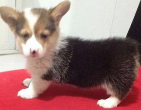 北京国泰宠物 纯种短腿柯基犬价格解析与购买指南