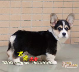 北京三色柯基幼犬选购指南 京博犬舍与北京涵柯的专业服务