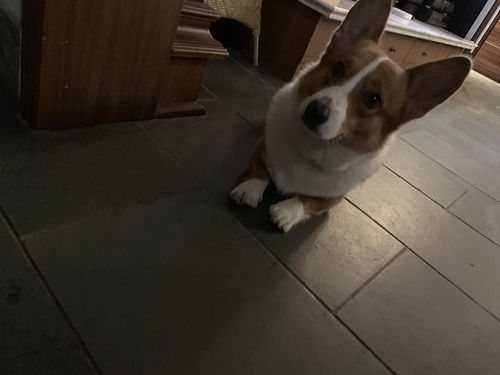 北京涵柯 为爱犬寻觅一生的伴侣
